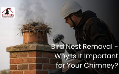 Bird Nest Removal – Why Is It Important for Your Chimney?